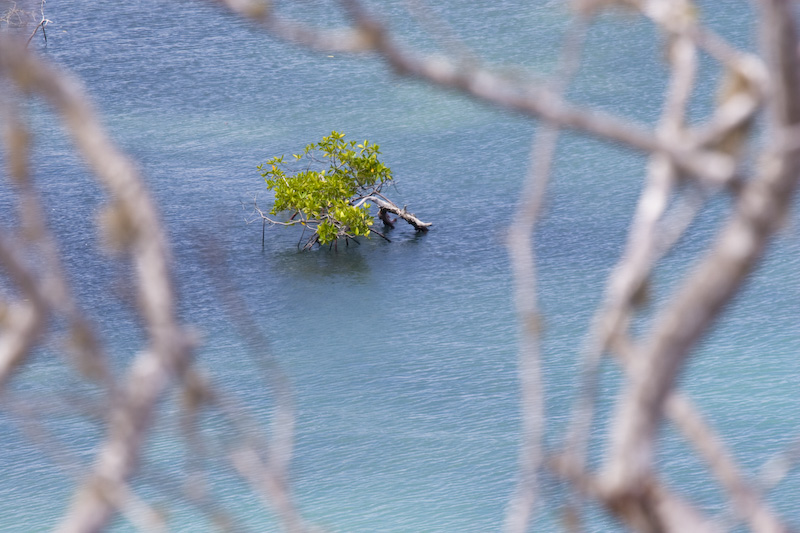 Mangrove In Lagoon